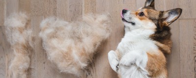 Chien en période de mue