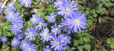 Conserver des bulbes de fleurs Conserver des bulbes de fleurs
