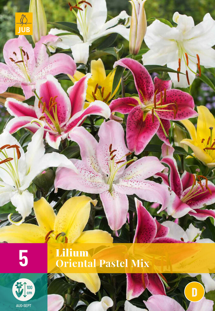 X 5 LILIUM ORIENTAL PASTEL MIX