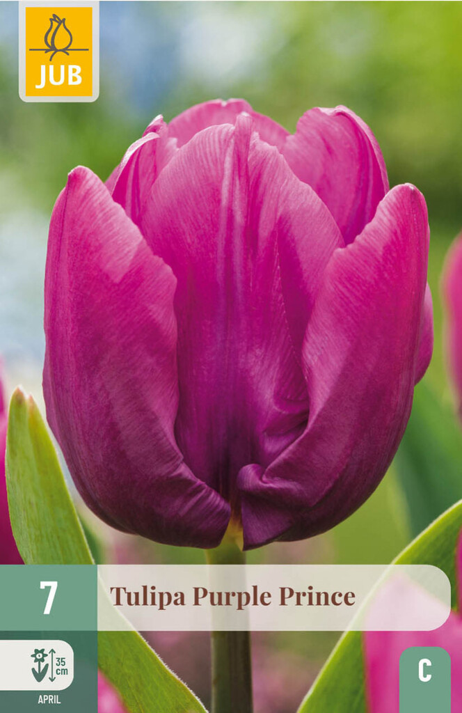 X7 Tulipa Purple Prince 11/12