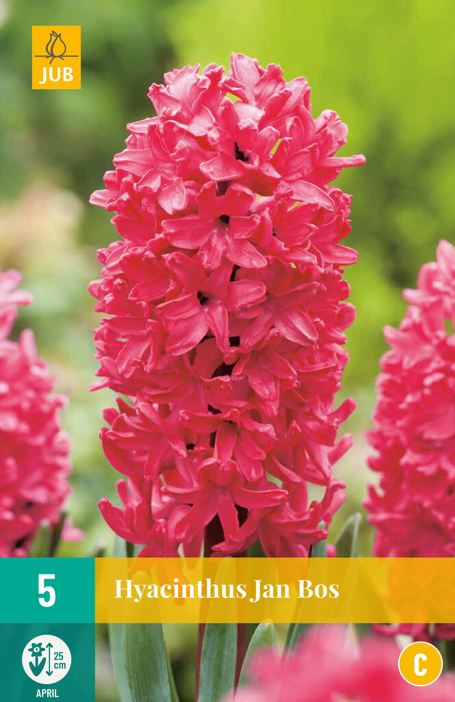 X 5 Hyacinthus Jan Bos