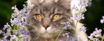 Catnip pour les chats