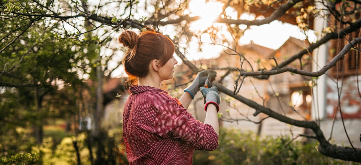 Que faire dans le jardin : mars