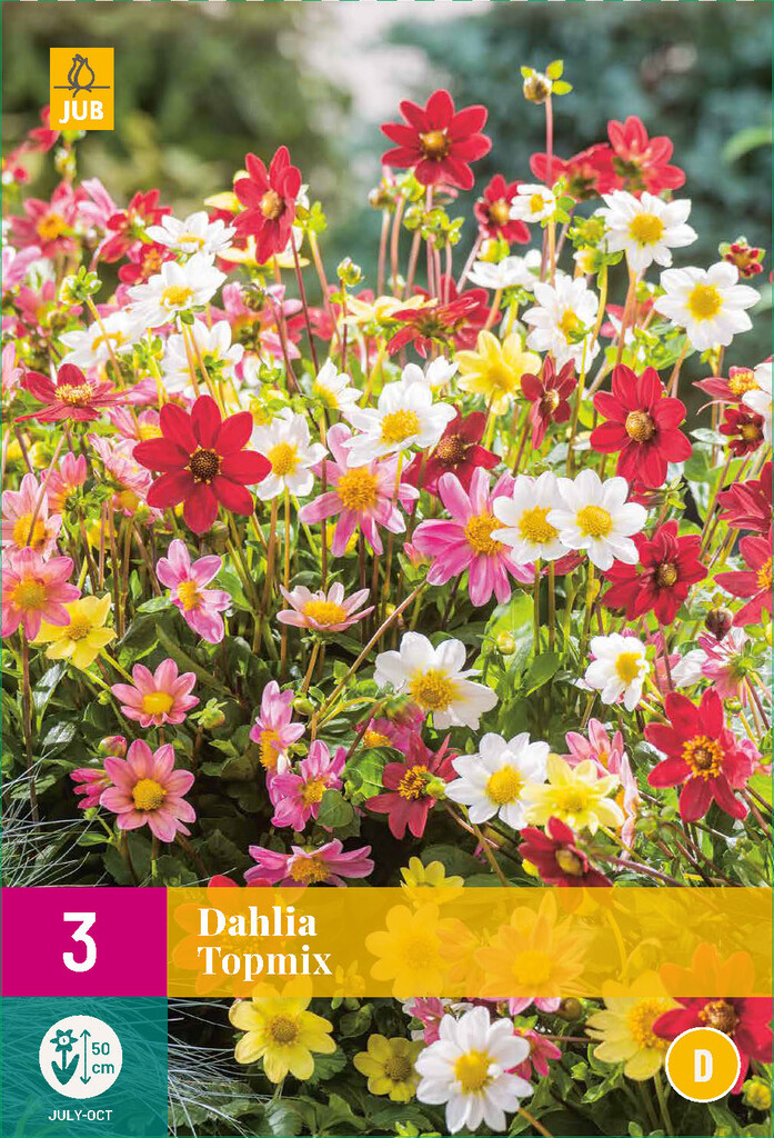 X3 Dahlia Topmix
