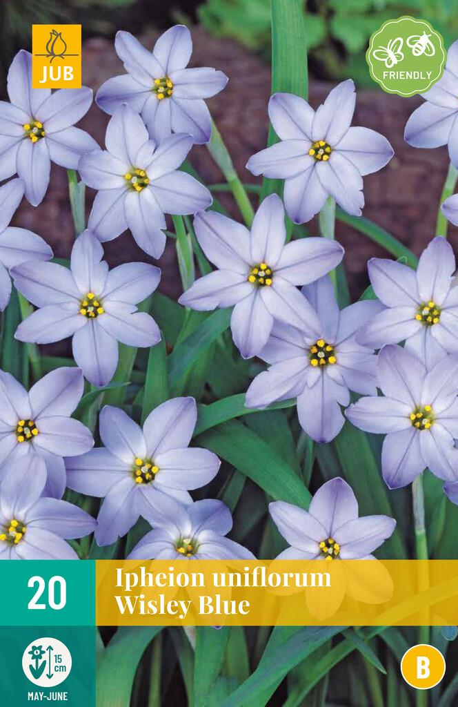 X 20 Ipheion un. Wisley Blue