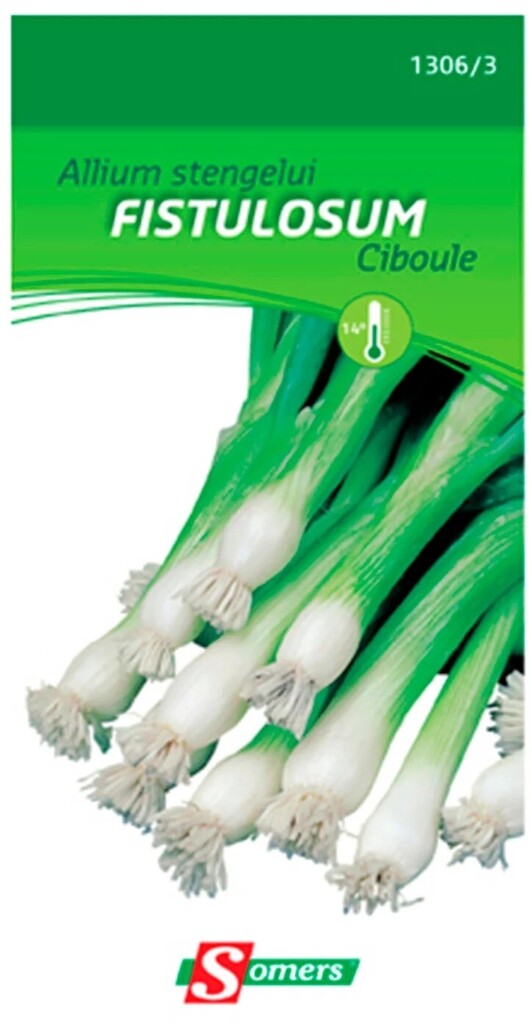 Allium stengelui Fistulosum