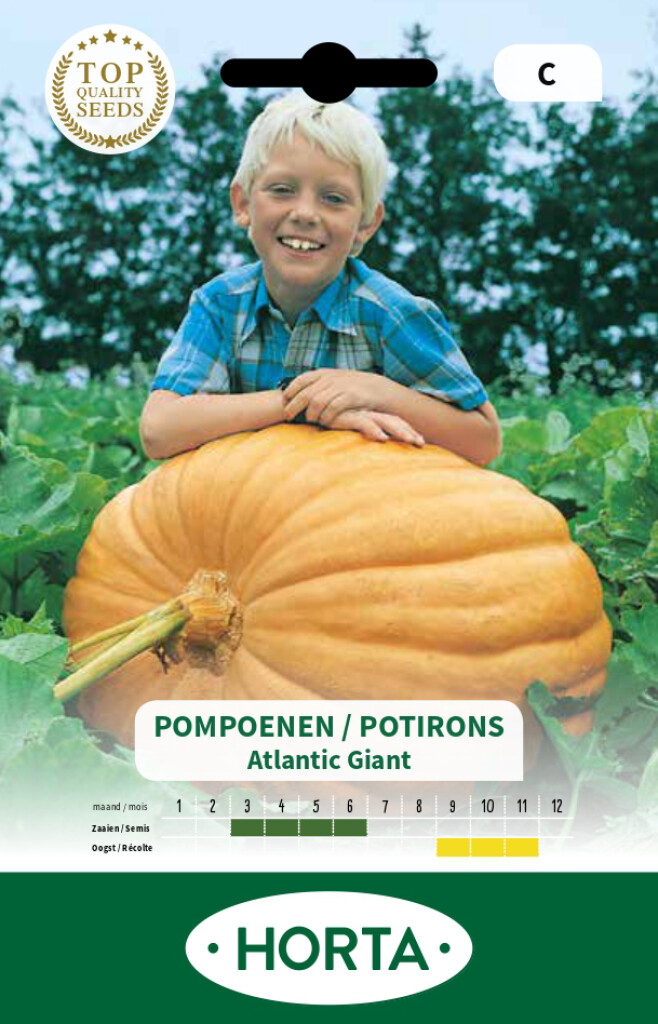 Pompoen Atlantic Giant