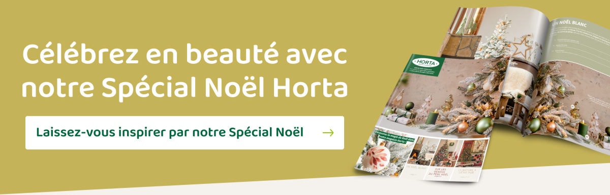 Spécial Noël Horta
