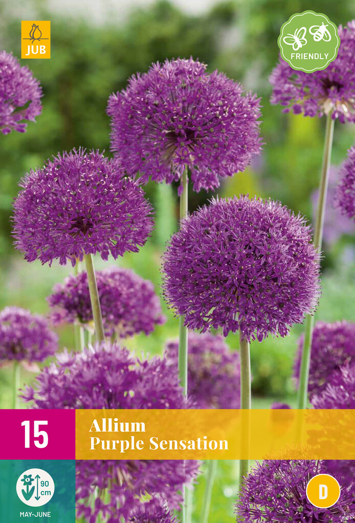 X 15 Allium Purple Sensation