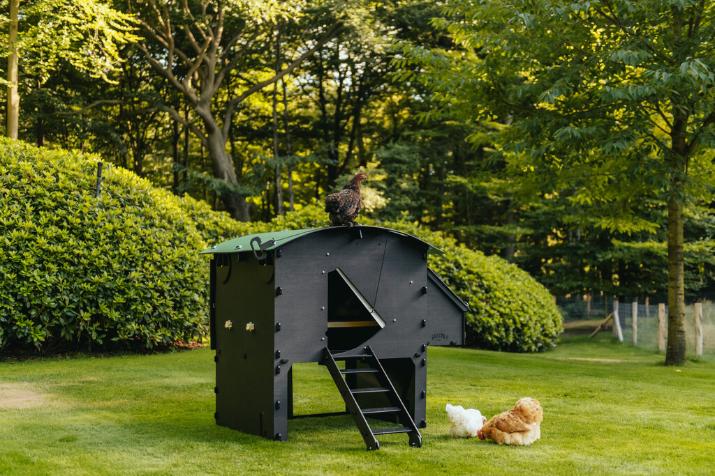 Kippenhok - verhoogd - L Kippenhok - verhoogd - L