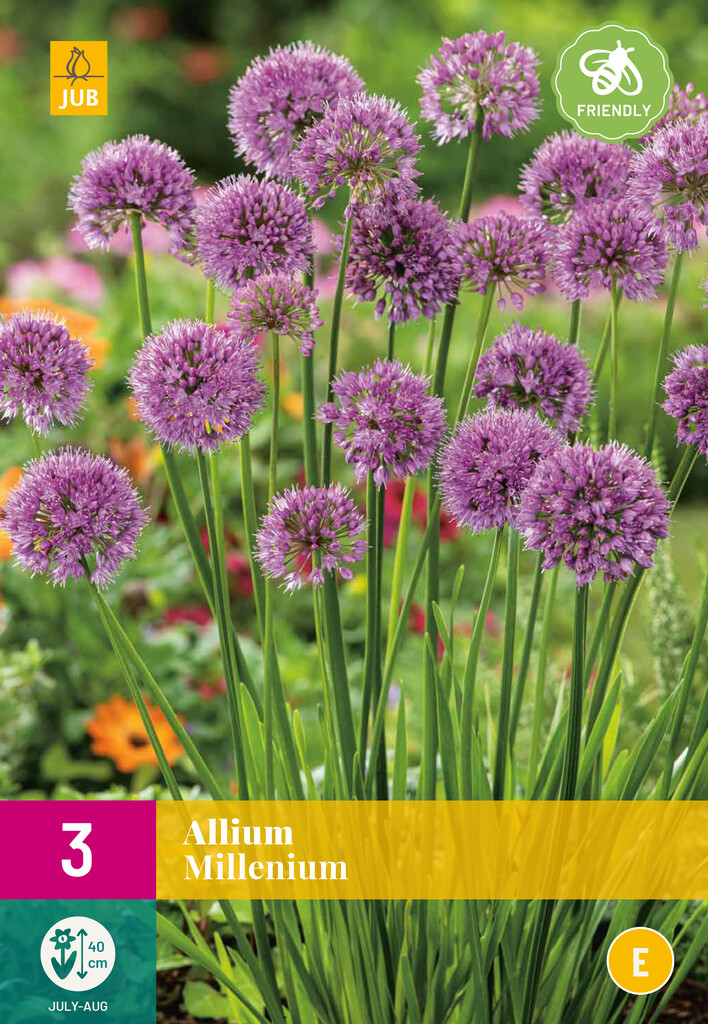X3 Allium Millenium