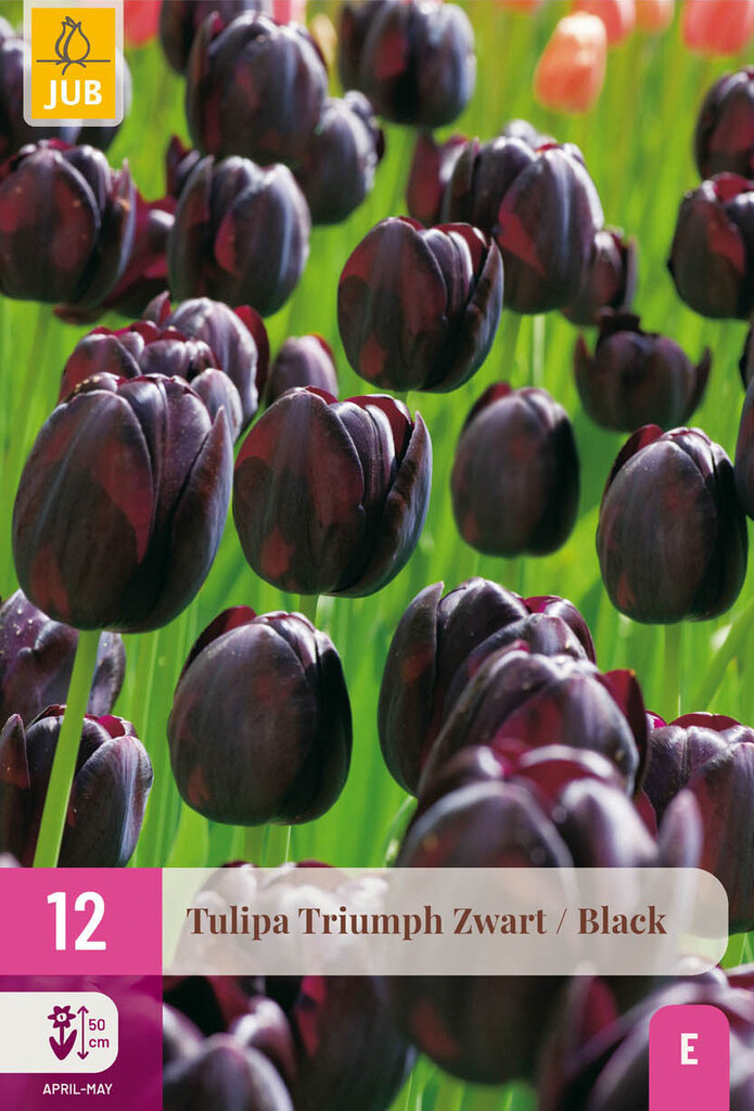 X12 Tulipa Triumph Zwart 11/12