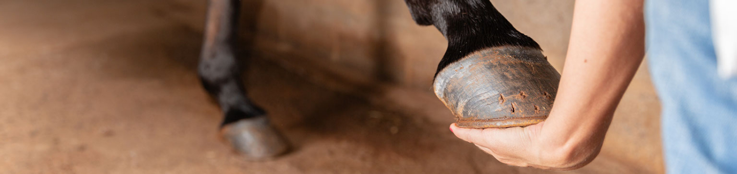 Soins des sabots des chevaux