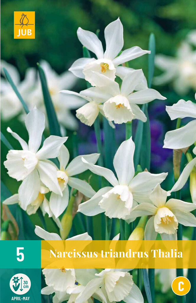 X 5 Narcissus triandrus Thalia