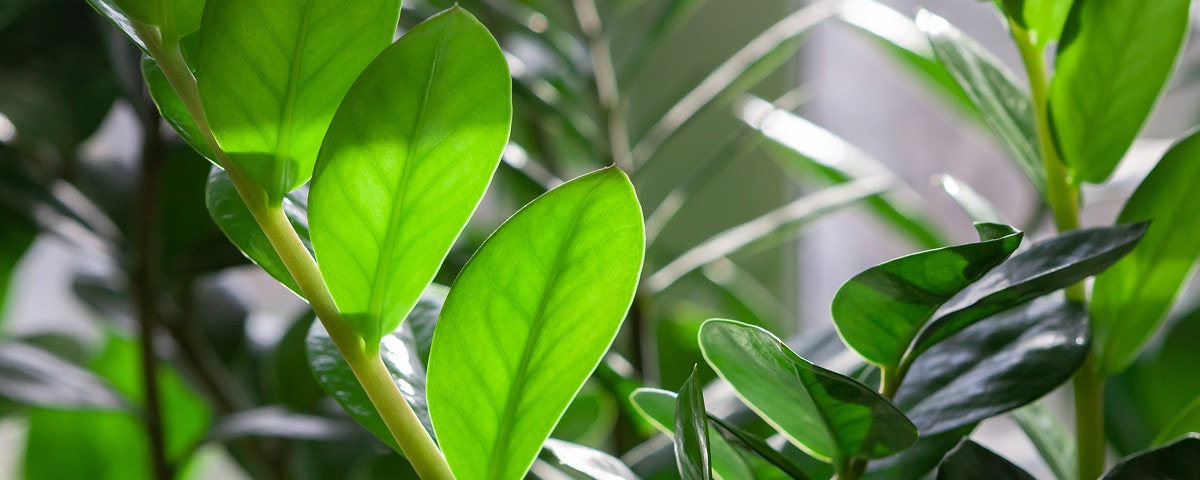 Passeport des plantes : les Zamioculcas zamiifolia
