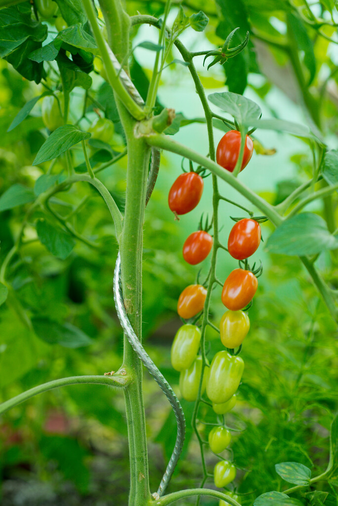 Tomatensteun spiraal Tomatensteun spiraal