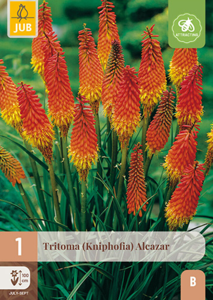 X1 Tritoma (Kniphofia) Alcazar