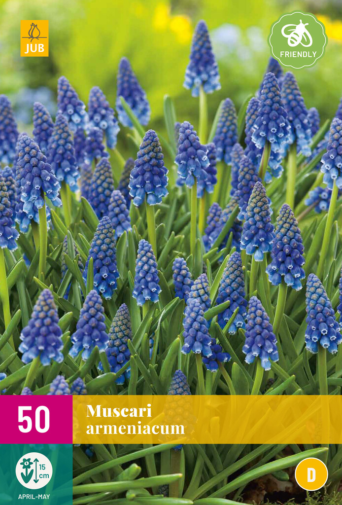 X 50 Muscari armeniacum