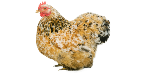 Poule Cochin Poule Cochin