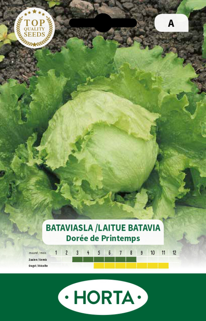 Sla Batavia dorée du Printemps