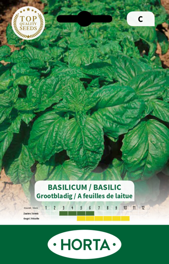 Basilicum Lettuce Leaf Basilicum Lettuce Leaf
