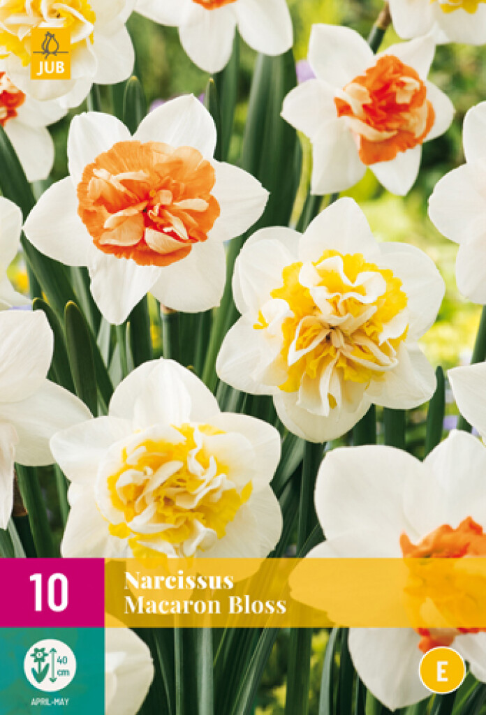 X 10 Narcissus Macaron Bloss 12/14