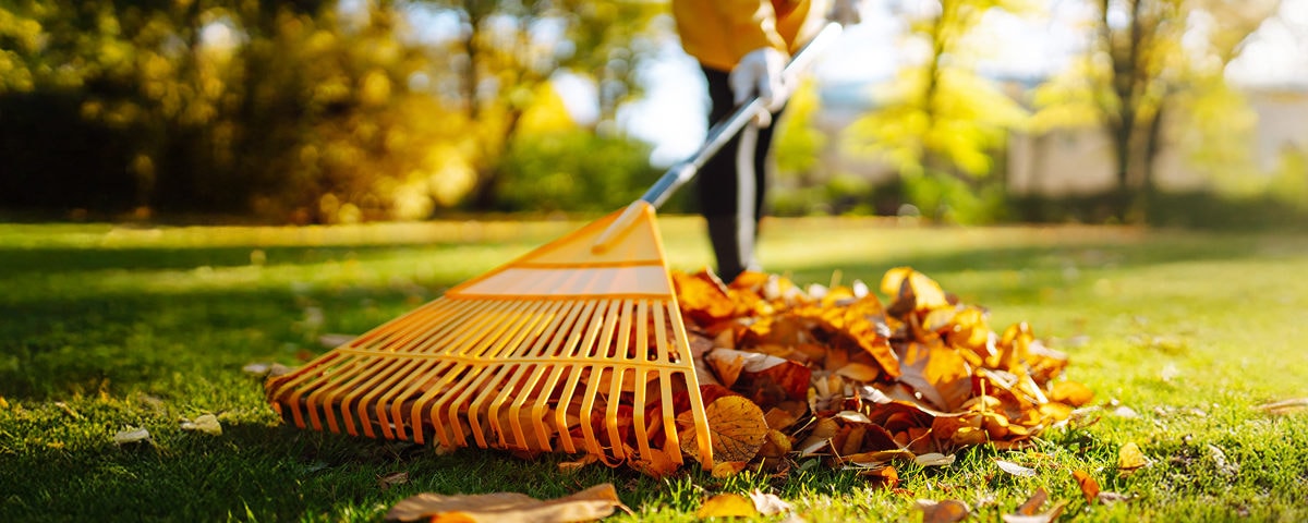 Que faire dans le jardin : novembre