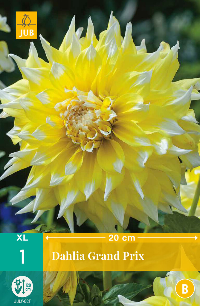 X1 Dahlia Grand Prix