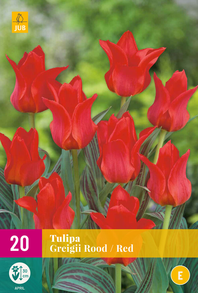 X 20 Tulipa Greigii Rouge