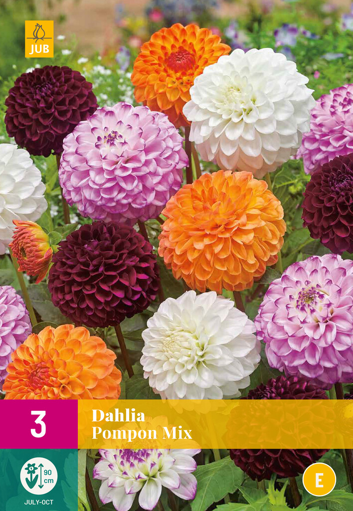 X3 Dahlia Pompon Mix