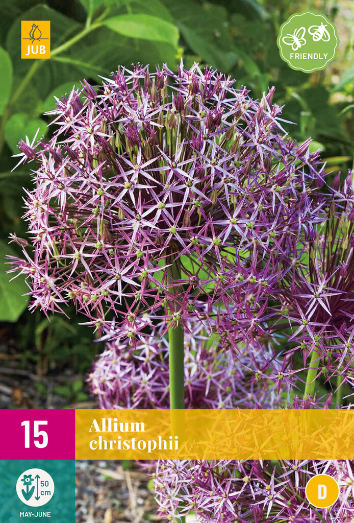 X 15 Allium christophii
