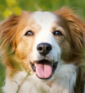 Hond