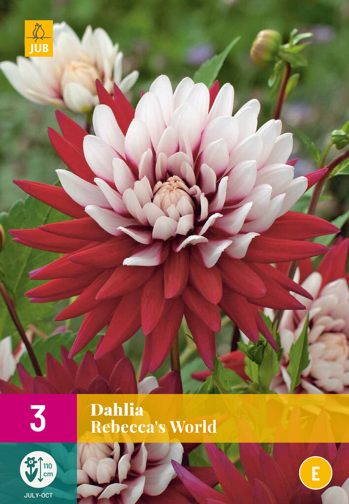 X3 Dahlia Rebecca's World