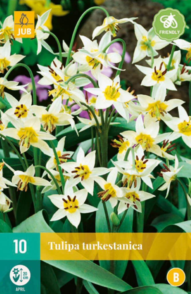 X 10 Tulipa Turkestanica 6/7