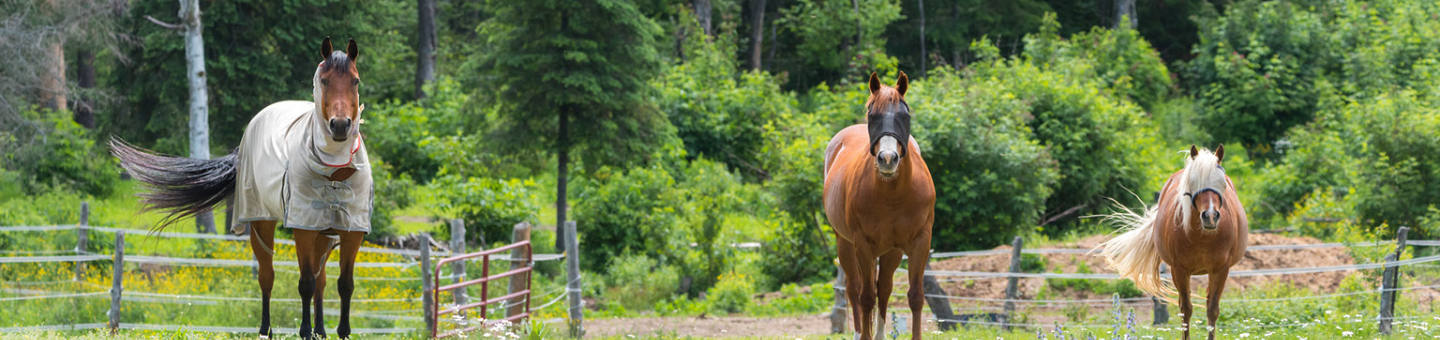 Piège a taons chevaux Piège a taons chevaux