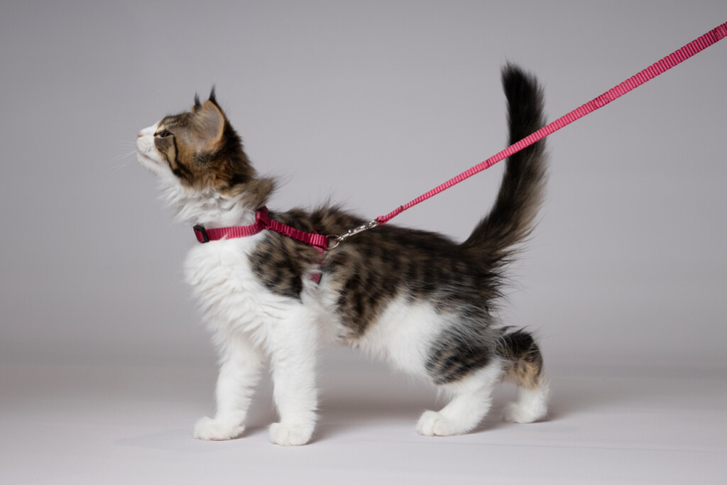 Harnais Laisse Chaton Ziggi Rouge Cérise 120x1cm