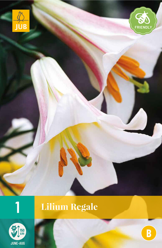 X1 Lilium Regale