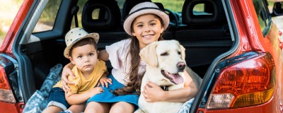 Chien en voiture Chien en voiture