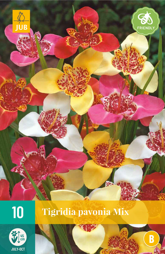 X10 Tigridia Pavonia Mix