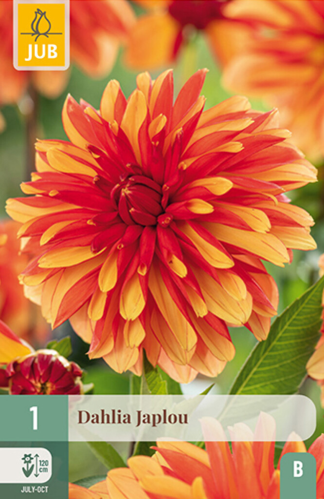 X 1 Dahlia Japlou
