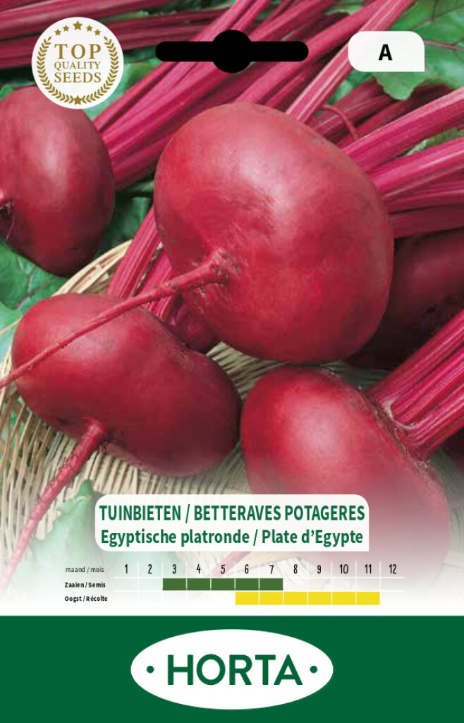 Betterave potagère plate d'Egypte