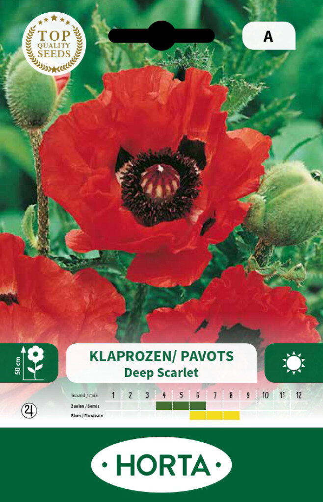Pavot Glaucum (coquelicot) Deep Scarlet