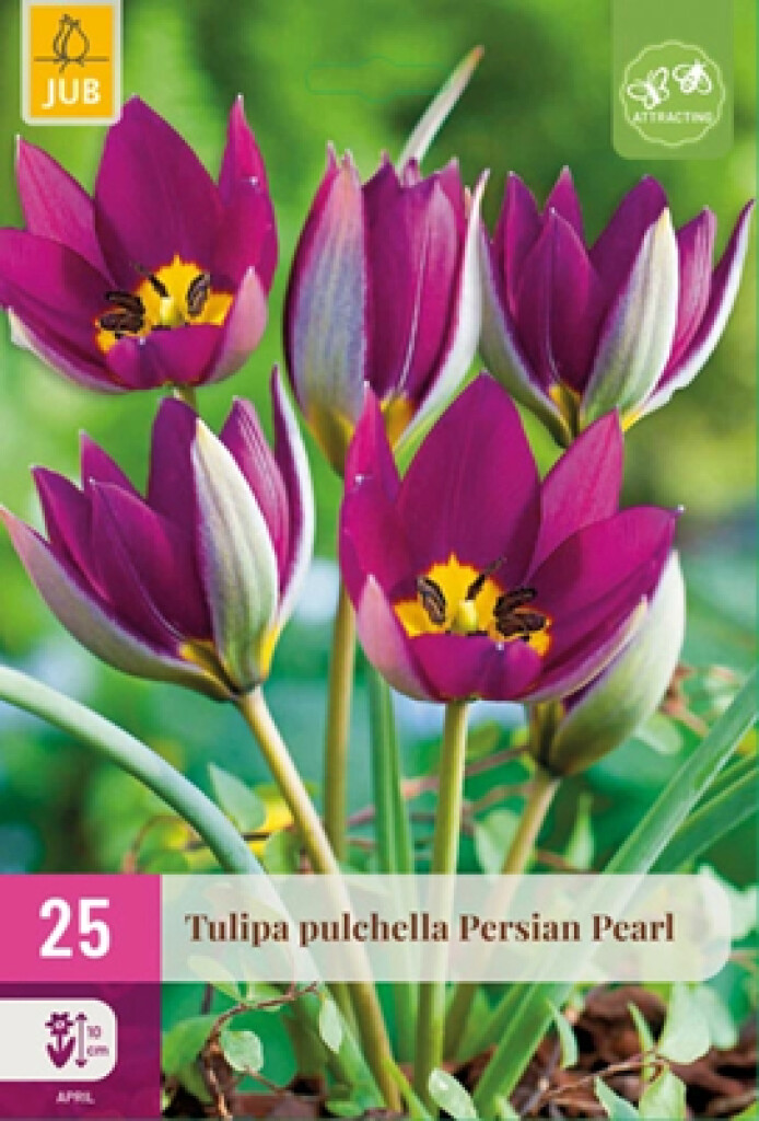 X25 Tulipa Persian Pearl
