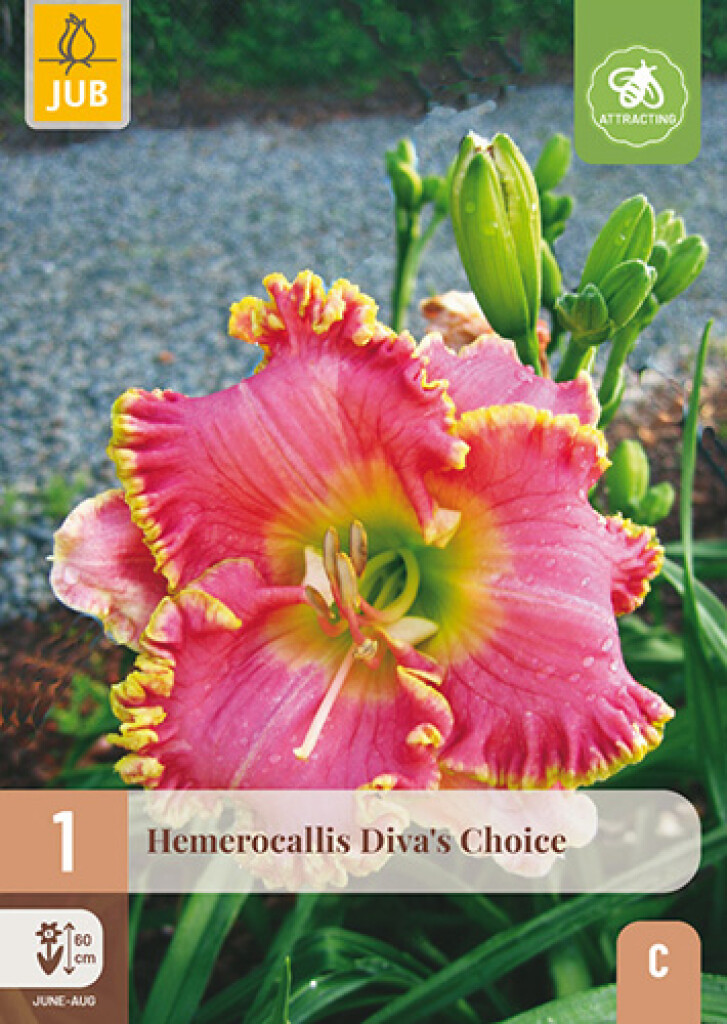 X1 Hemerocallis diva's Choice