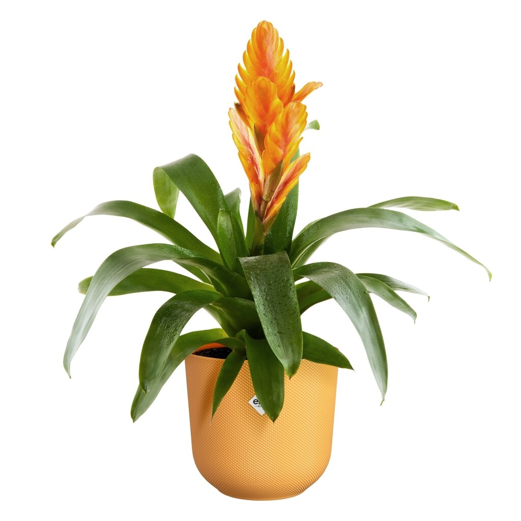 Jazz Rond 14cm amber geel