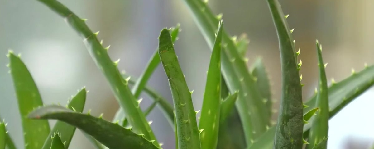 Passeport des plantes : les Aloë vera