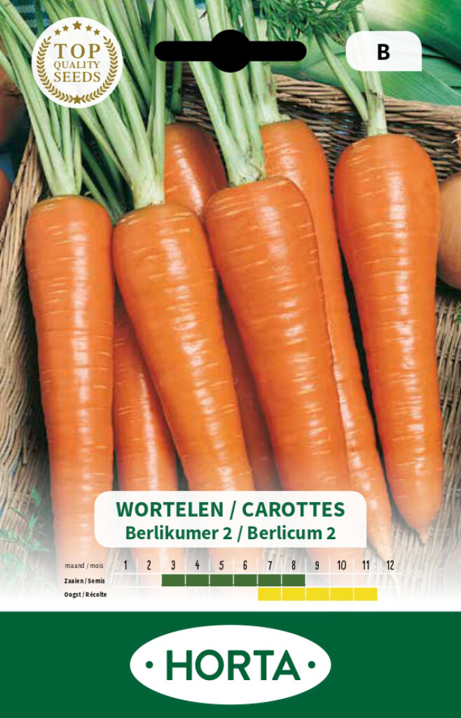 Carotte Longue Berlicum 2