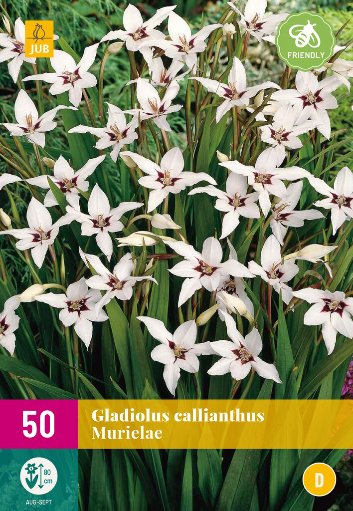 X50 Gladiolus Callianthus