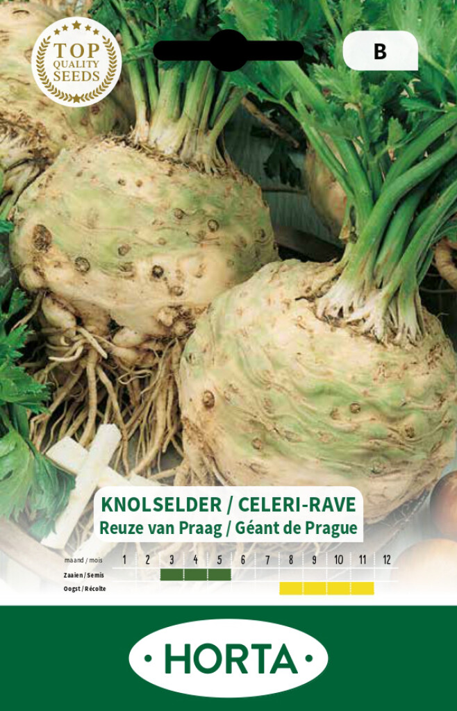 Selder knol Reuze van Praag