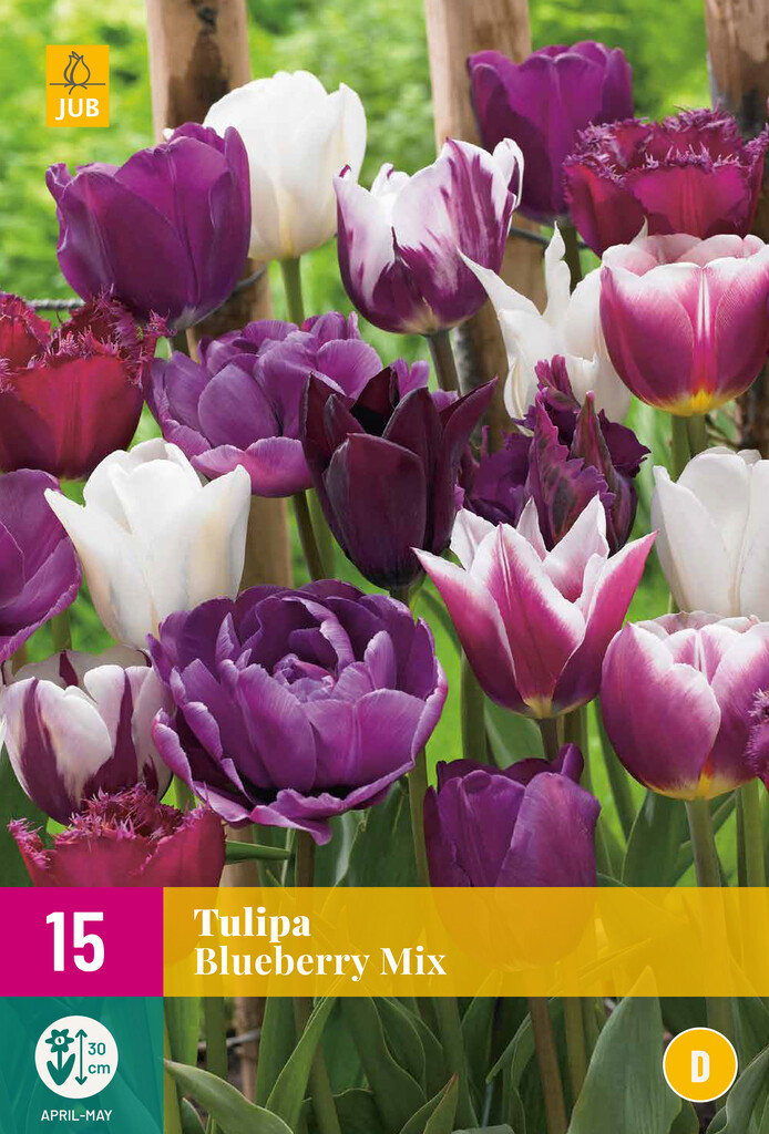 X 15 Tulipa Blueberry Mix